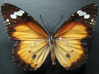 Danaus chrysippus petilia - Adult